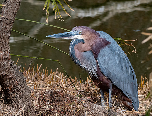 Goliath heron