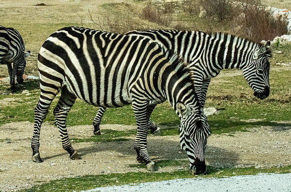 Grant's zebra