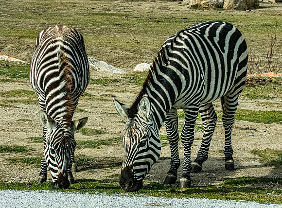 Grant's zebra