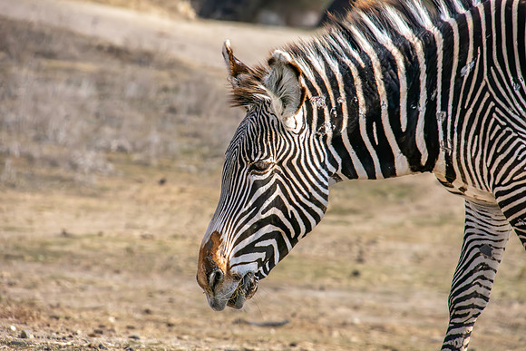Grevy's zebra