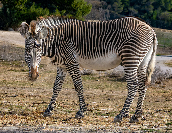 Grevy's zebra