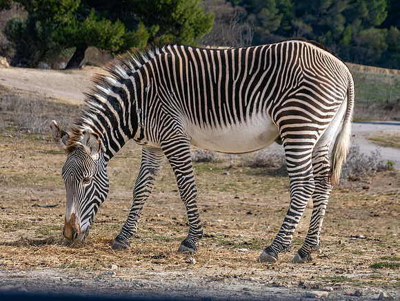 Grevy's zebra