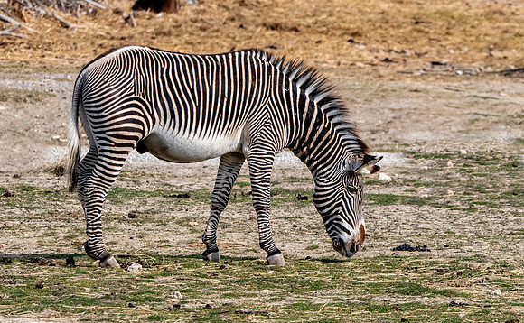 Grevy's zebra