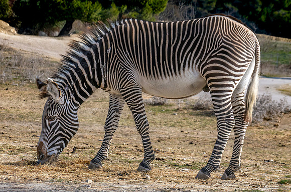 Grevy's zebra