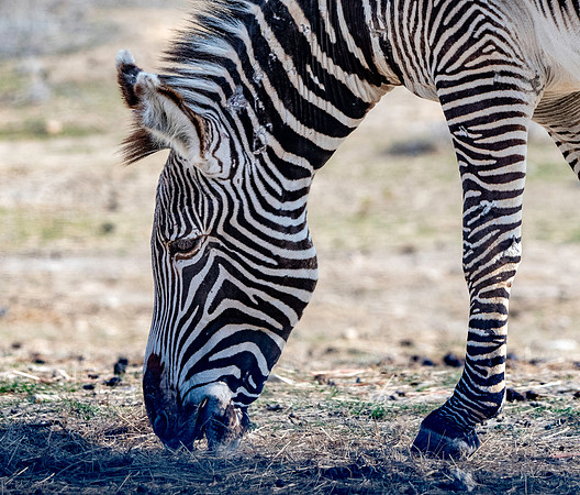 Grevy's zebra