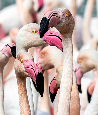 Greater flamingo