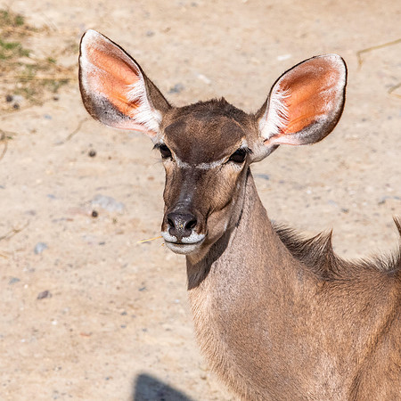 Greater kudu