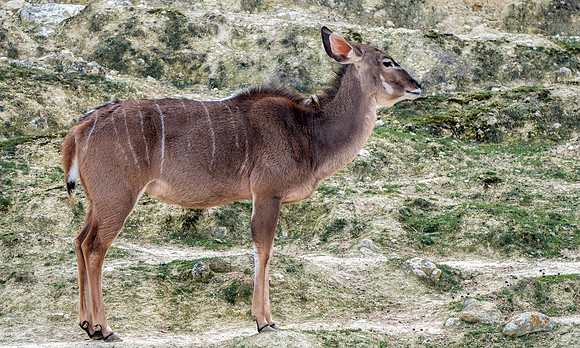 Greater kudu