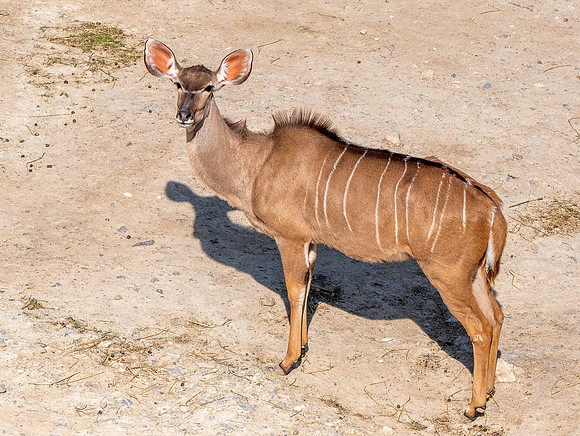 Greater kudu