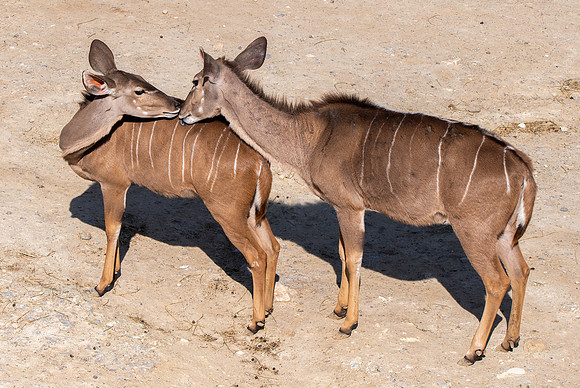 Greater kudu