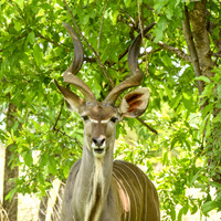 Greater kudu