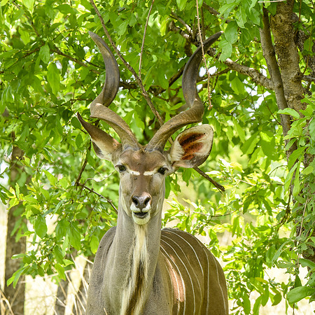 Greater kudu