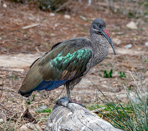 Hadeda Ibis