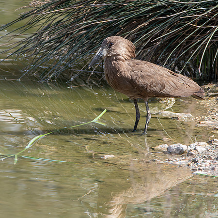 Hamerkop