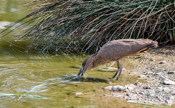 Hamerkop