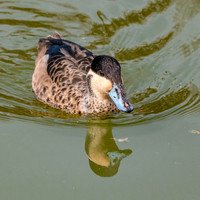 Blue billed teal