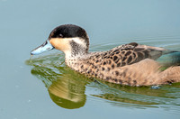 Blue billed teal