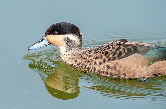 Blue billed teal