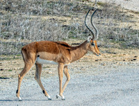 Impala