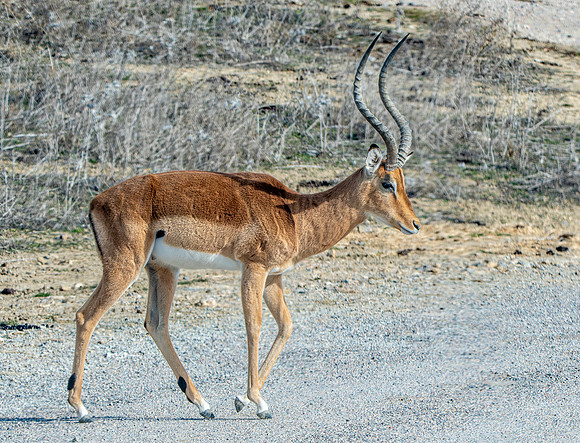 Impala
