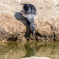 Knob billed duck