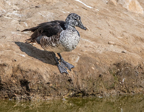 Knob billed duck