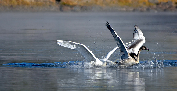 Trumpeter swan