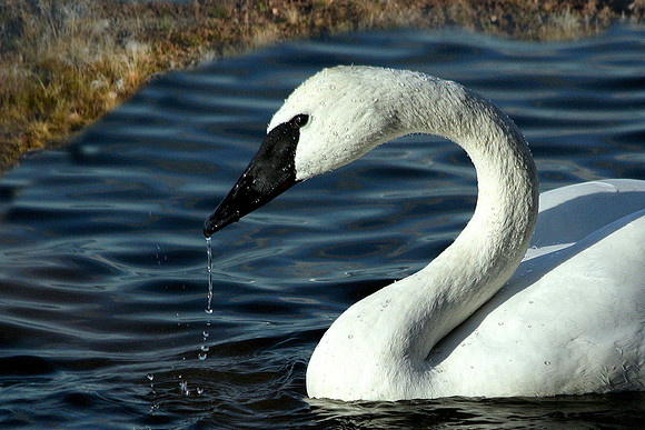 Trumpeter swan