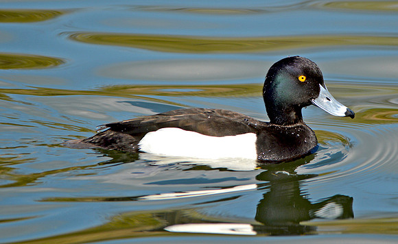 Tufted duck