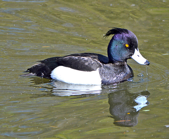 Tufted duck