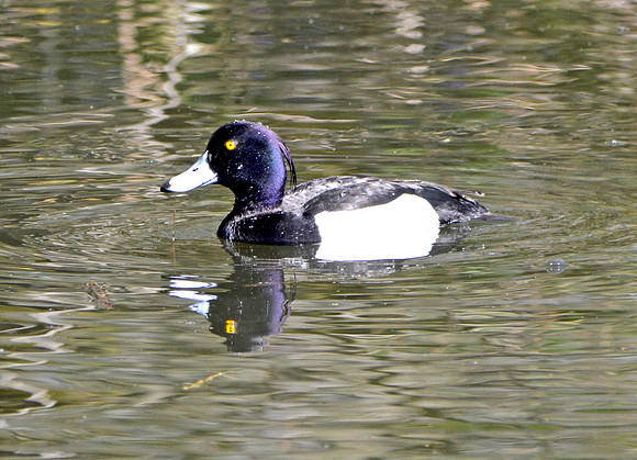 Tufted duck