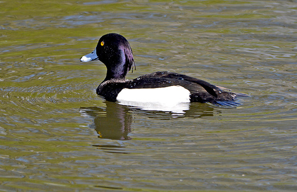 Tufted duck