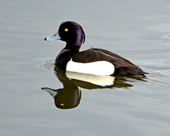 Tufted duck