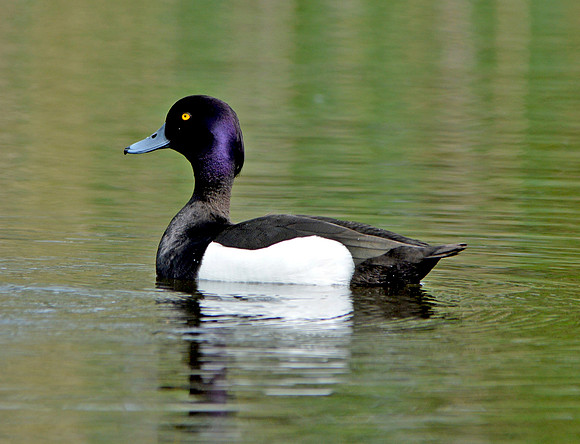 Tufted duck