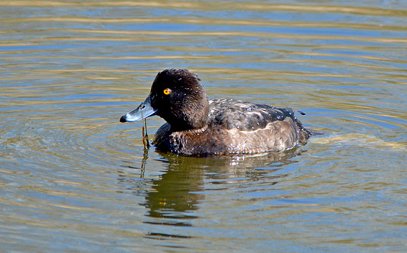 Tufted duck