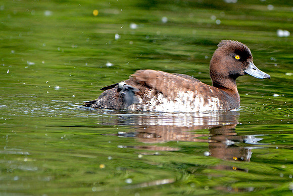 Tufted duck