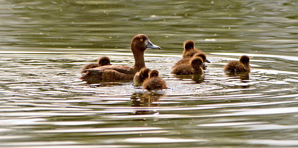 Tufted duck