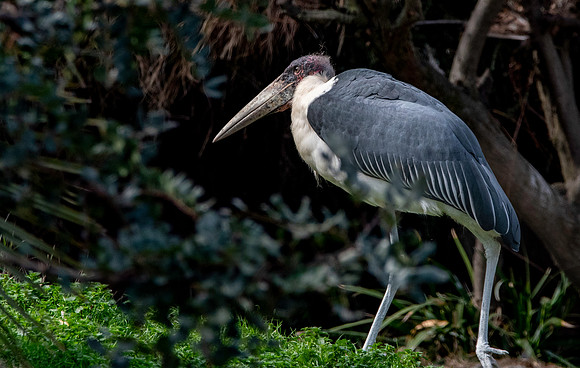 Marabou stork