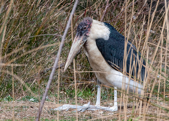 Marabou stork