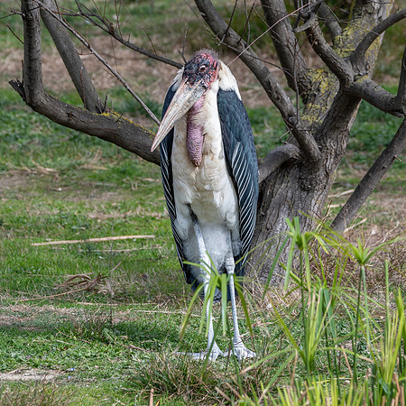 Marabou stork