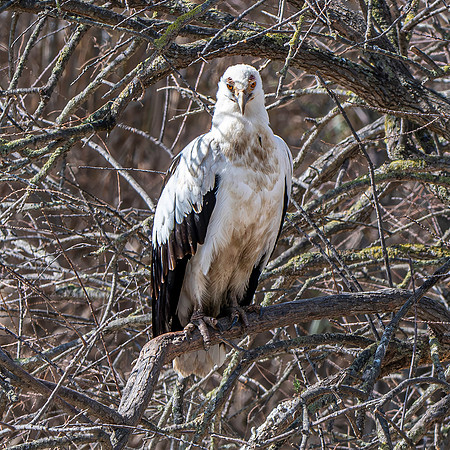 Palm nut vulture