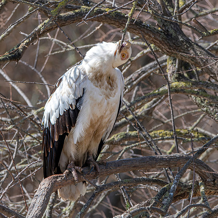 Palm nut vulture