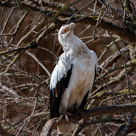 Palm nut vulture