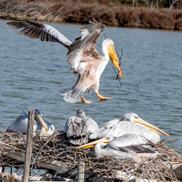 Pink backed pelican