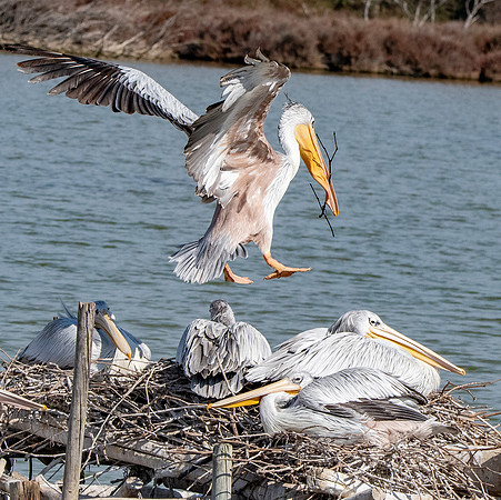Pink backed pelican