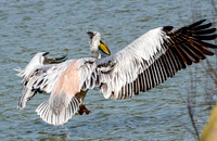 Pink backed pelican
