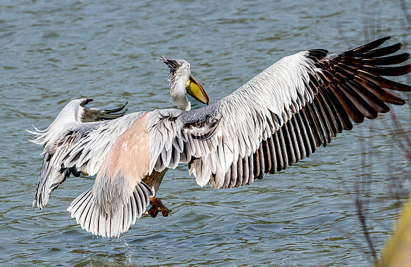 Pink backed pelican