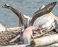 Pink backed pelican