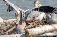 Pink backed pelican