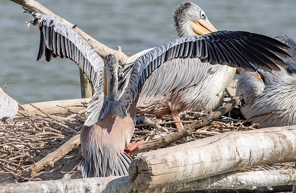 Pink backed pelican